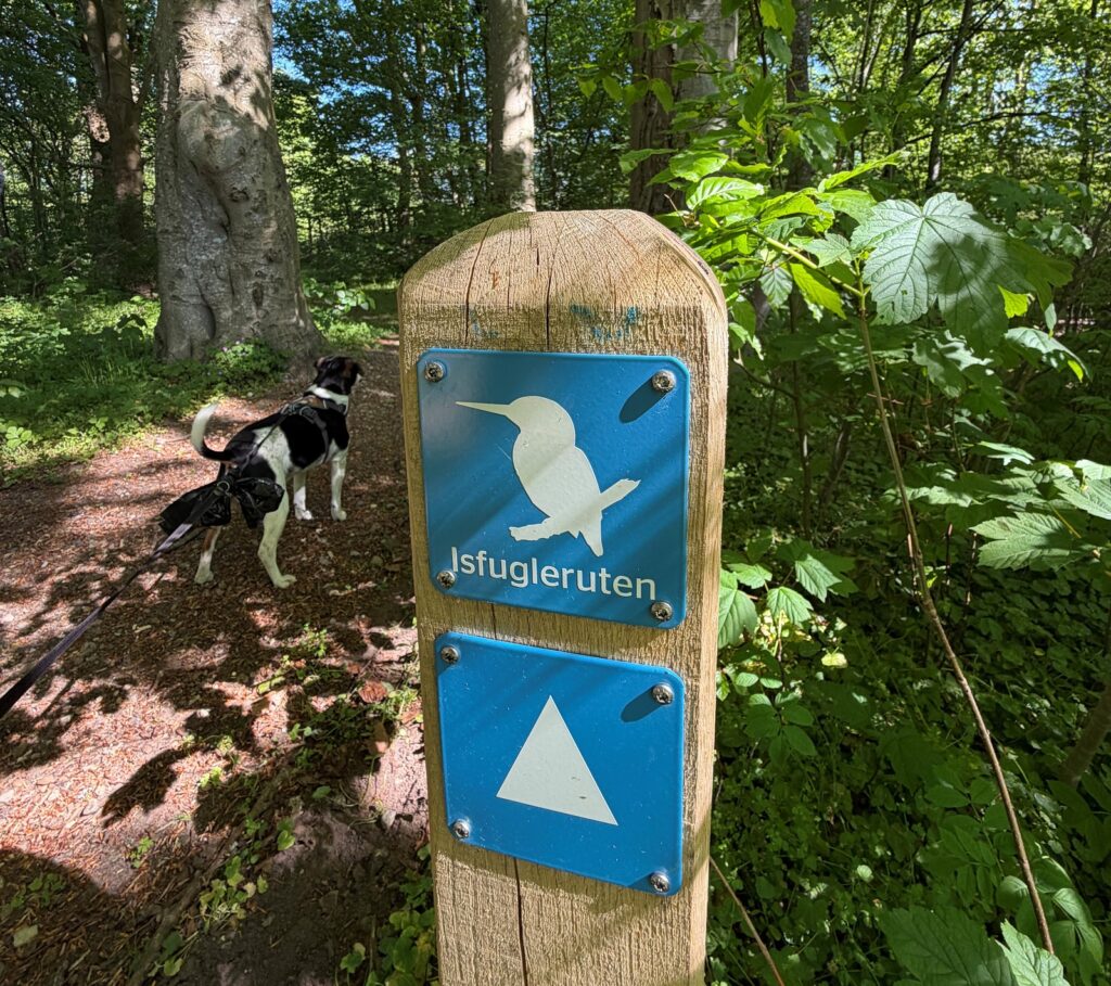 En pæl i en skov med et skilt, hvor der står Isfugleruten. En hund i snor ses til venstre for pælen